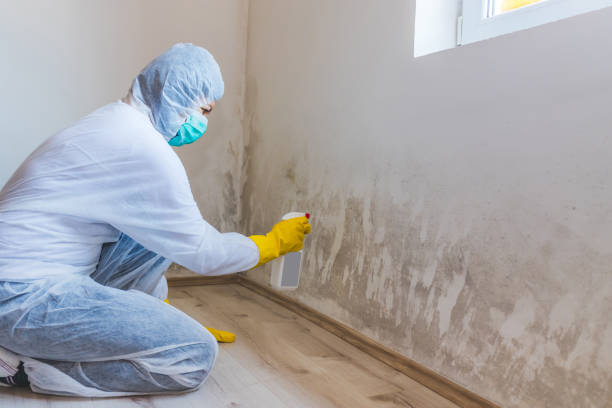Black mold inspection in Baroda