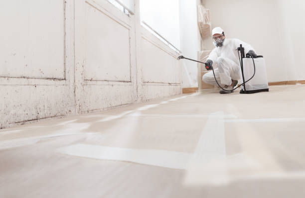 Black mold remediation team in Baroda